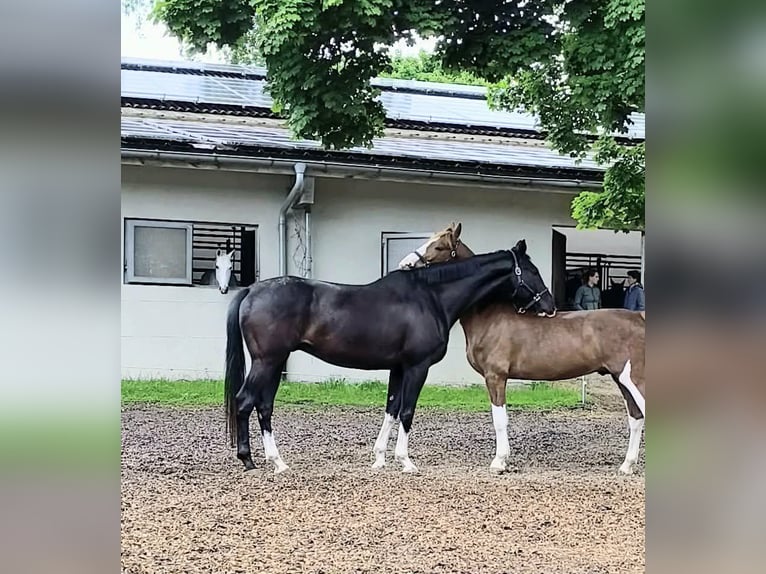 KWPN Caballo castrado 9 años 184 cm Negro in Eger
