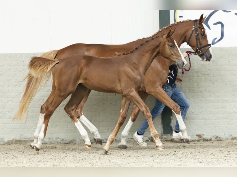 KWPN Caballo castrado Potro (04/2025) in Heerde