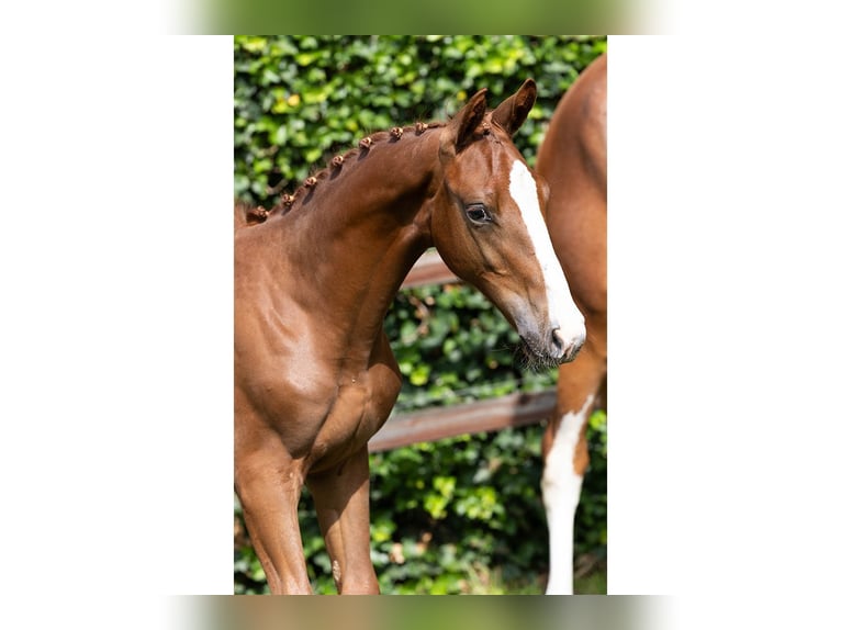 KWPN Caballo castrado Potro (04/2025) in Heerde