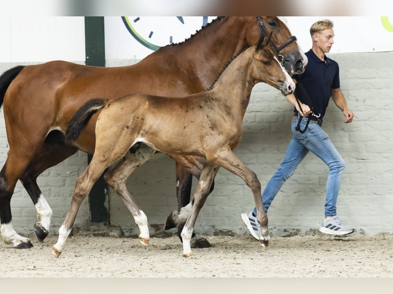 KWPN Caballo castrado Potro (07/2025) in Heerde