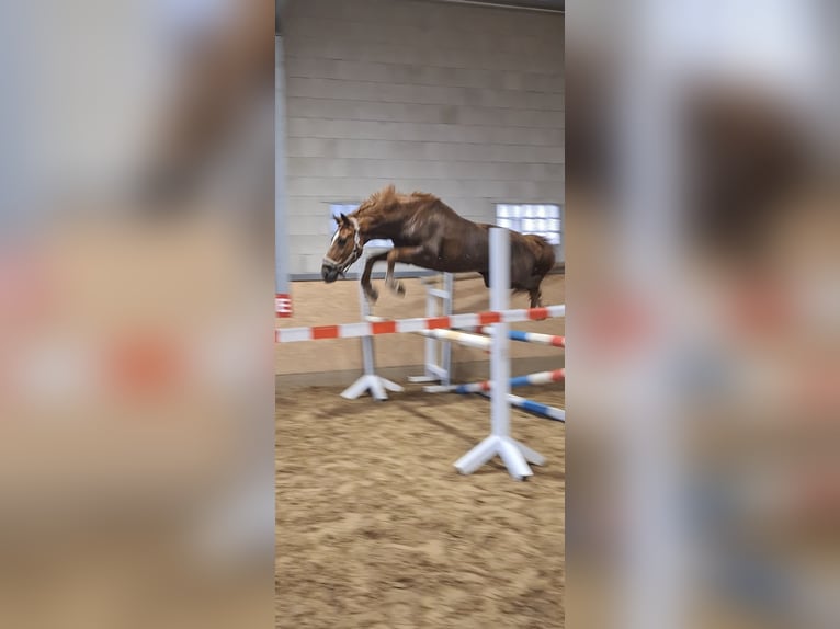 KWPN Castrone 10 Anni 155 cm Sauro in Meppen