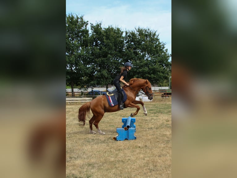 KWPN Castrone 10 Anni 155 cm Sauro in Meppen