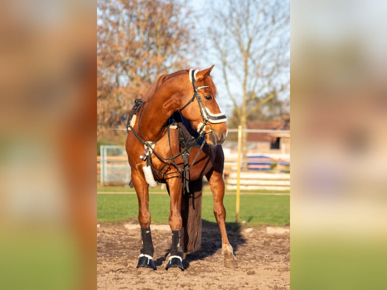 KWPN Castrone 10 Anni 155 cm Sauro in Meppen