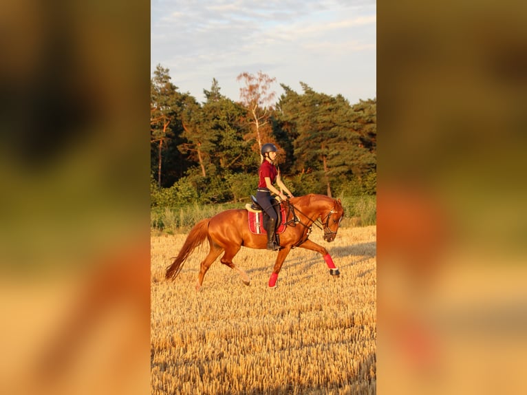 KWPN Castrone 10 Anni 155 cm Sauro in Meppen