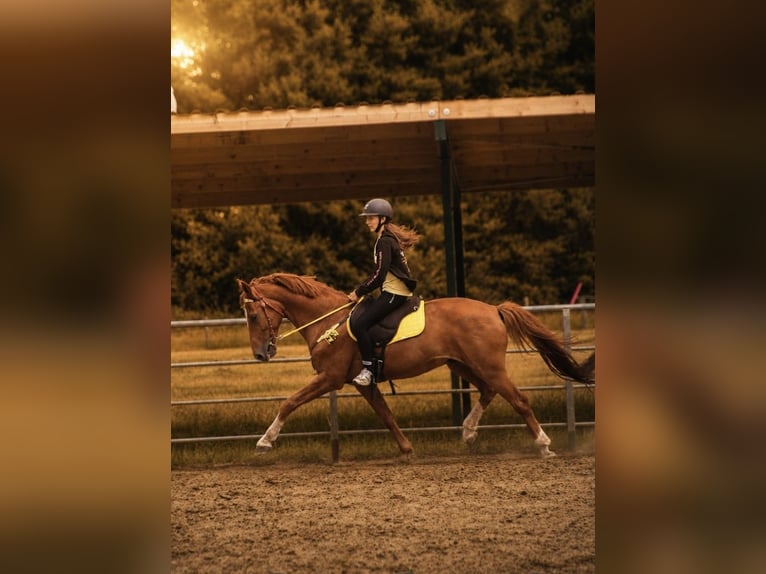 KWPN Castrone 10 Anni 155 cm Sauro in Meppen