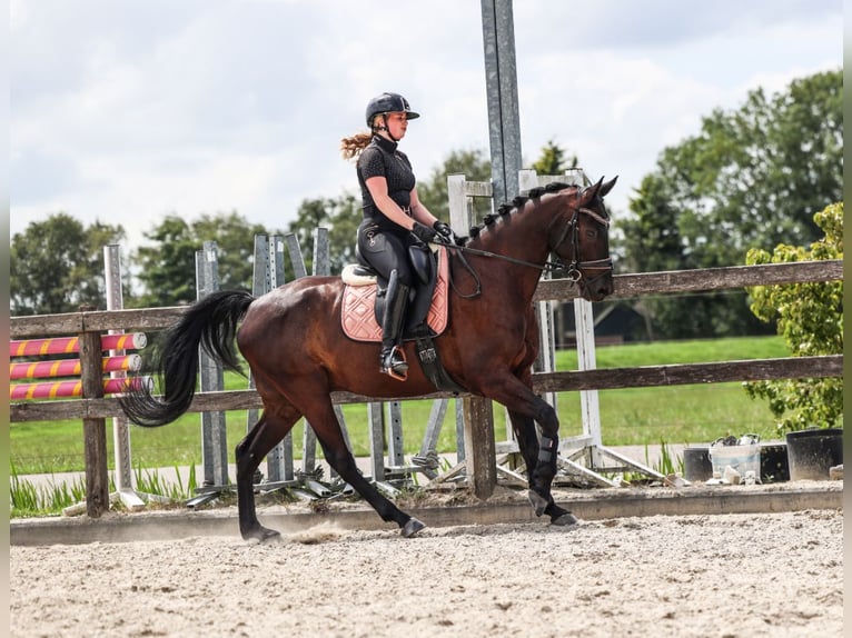 KWPN Castrone 10 Anni 163 cm Baio nero in Abcoude