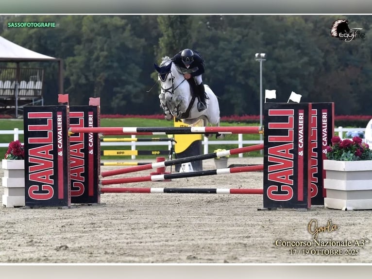 KWPN Castrone 10 Anni 164 cm Grigio in Como