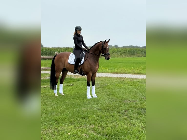 KWPN Castrone 10 Anni 165 cm Baio in Achterveld