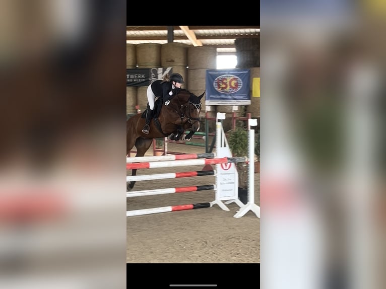 KWPN Castrone 10 Anni 166 cm Baio in Winnenden
