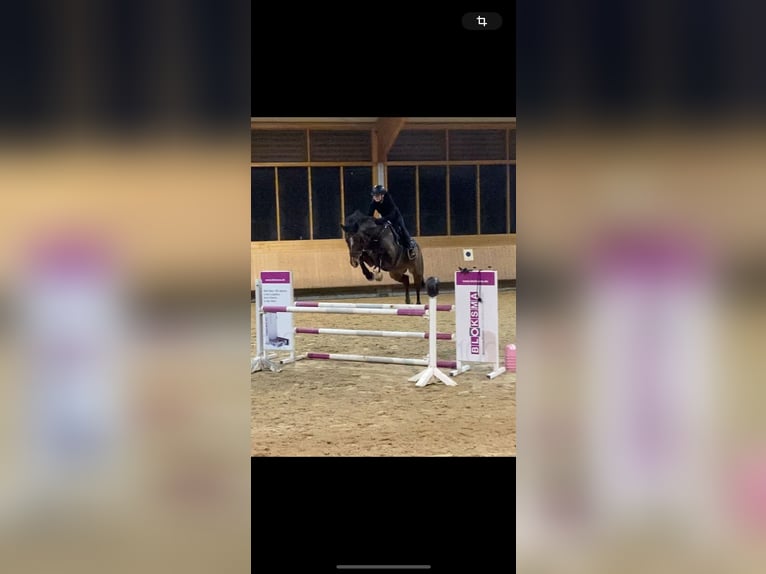 KWPN Castrone 10 Anni 166 cm Baio in Winnenden