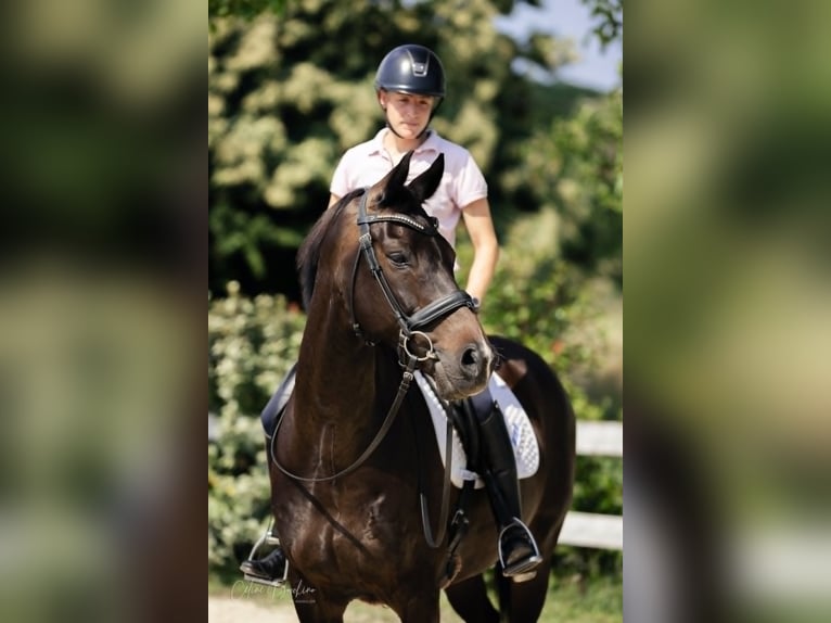 KWPN Castrone 10 Anni 167 cm Baio scuro in La Tour du Pin