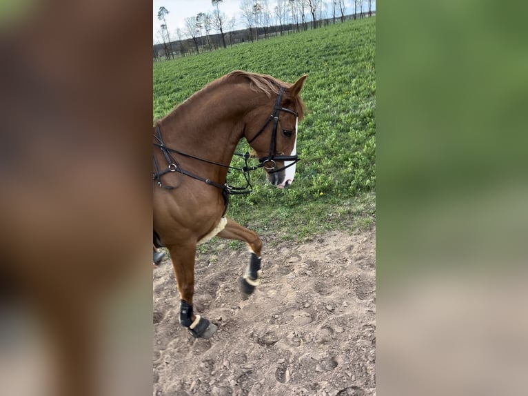 KWPN Castrone 10 Anni 167 cm Sauro in Freystadt