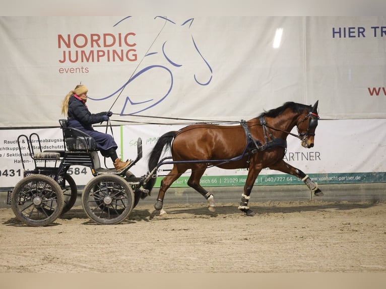 KWPN Castrone 10 Anni 168 cm Baio in Negernbötel