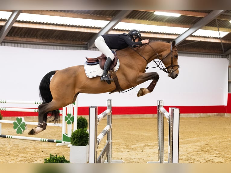 KWPN Castrone 10 Anni 168 cm Baio scuro in Waddinxveen