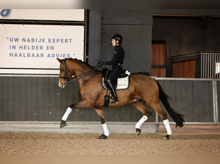 KWPN Mix Castrone 10 Anni 168 cm in Brugge