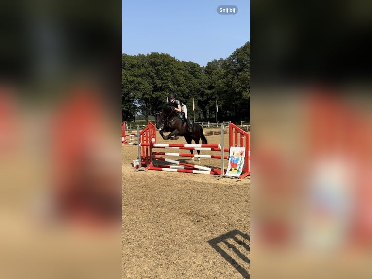 KWPN Castrone 10 Anni 168 cm Morello in Zutphen