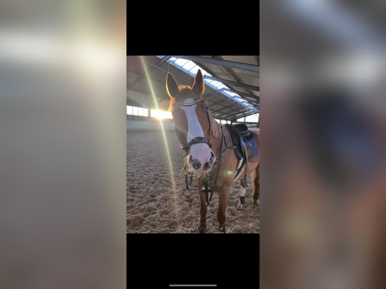 KWPN Castrone 10 Anni 168 cm Sauro in Freystadt