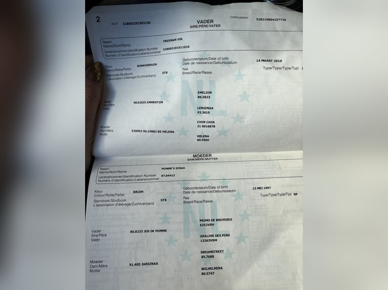 KWPN Castrone 10 Anni 168 cm Sauro in Freystadt