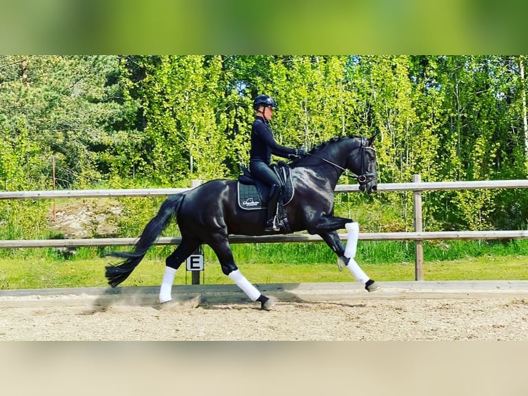 KWPN Castrone 10 Anni 169 cm Morello in Stockholm