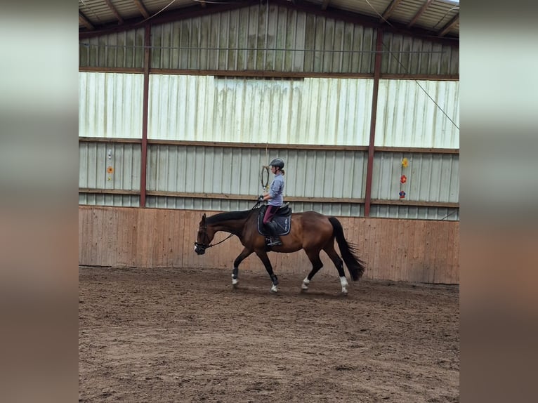 KWPN Castrone 10 Anni 170 cm Baio in Leer (Ostfriesland)