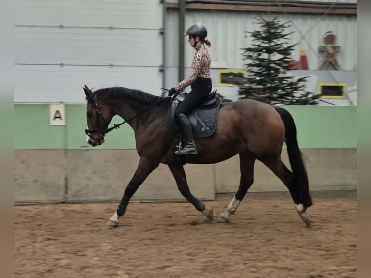KWPN Castrone 10 Anni 170 cm Baio in Leer (Ostfriesland)