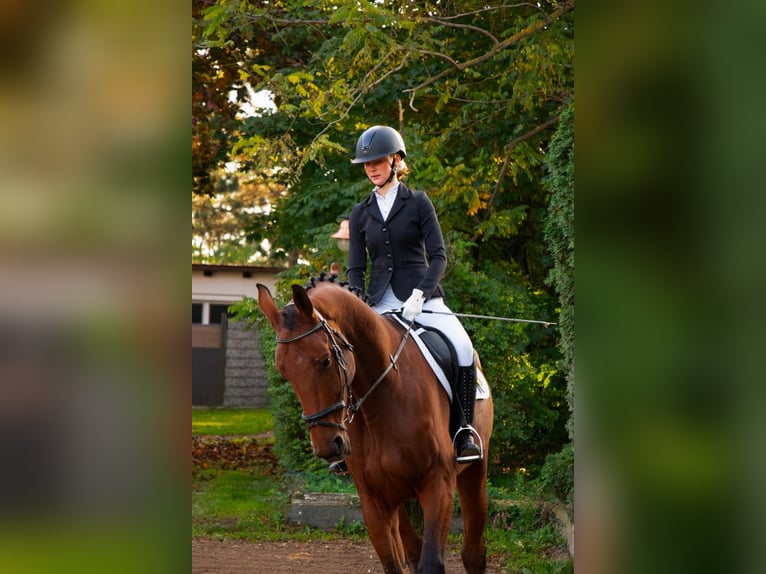 KWPN Castrone 10 Anni 170 cm Baio in Neunkirchen
