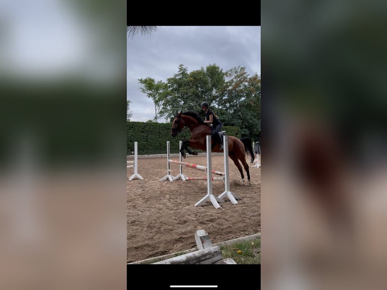KWPN Castrone 10 Anni 170 cm Baio in Neunkirchen