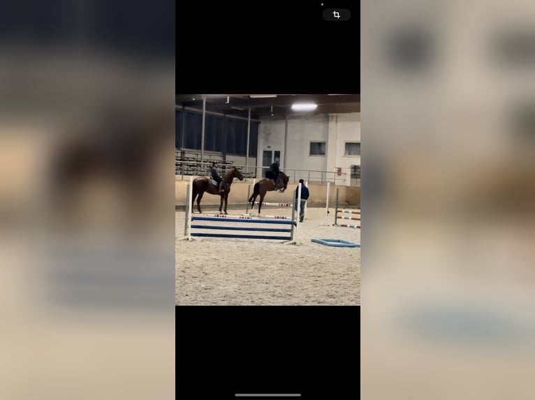 KWPN Castrone 10 Anni 170 cm Baio in Freudenberg