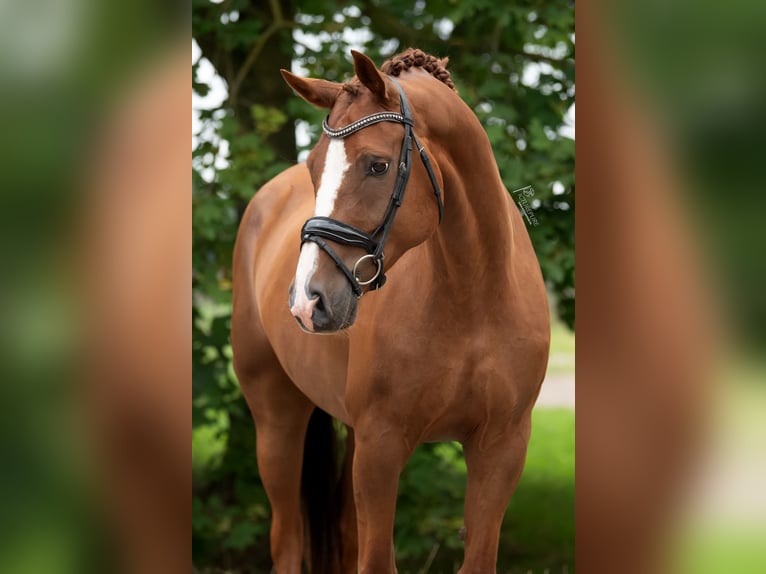 KWPN Castrone 10 Anni 170 cm Baio chiaro in Peer