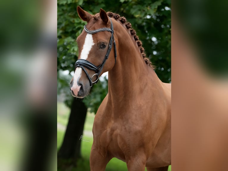 KWPN Castrone 10 Anni 170 cm Baio chiaro in Peer