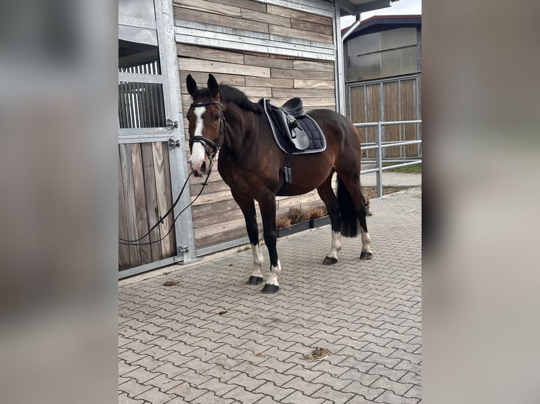 KWPN Castrone 10 Anni 170 cm Baio scuro in Leipzig