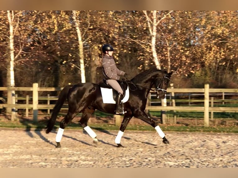 KWPN Castrone 10 Anni 170 cm Morello in Bree