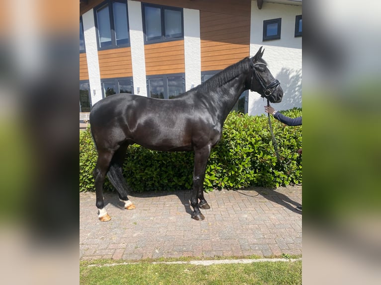KWPN Castrone 10 Anni 170 cm Morello in Erp