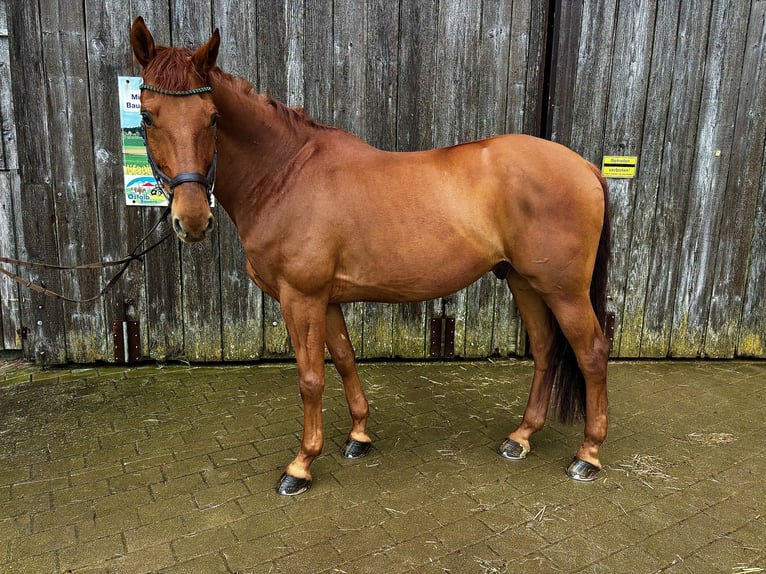 KWPN Castrone 10 Anni 170 cm Sauro in Alfdorf