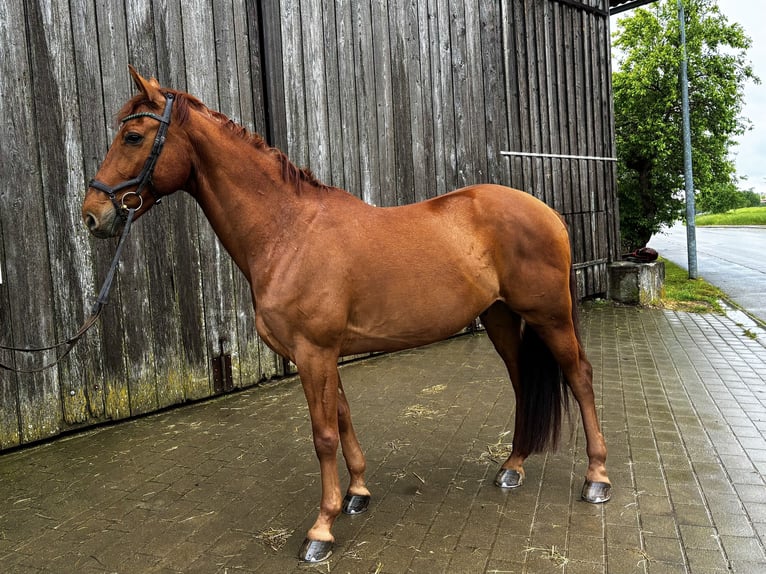 KWPN Castrone 10 Anni 170 cm Sauro in Alfdorf