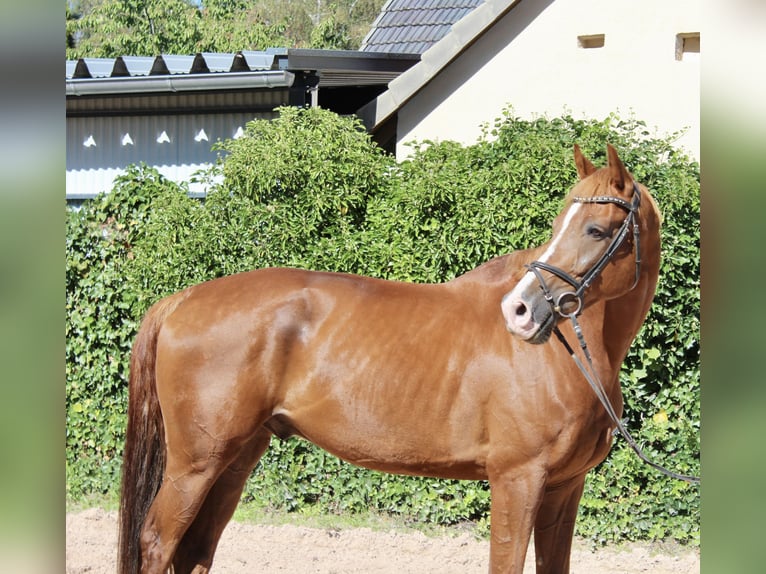 KWPN Castrone 10 Anni 172 cm Sauro in Sonnefeld