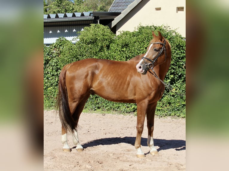 KWPN Castrone 10 Anni 172 cm Sauro in Sonnefeld