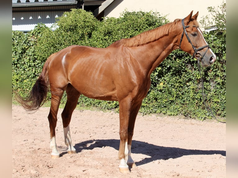 KWPN Castrone 10 Anni 172 cm Sauro in Sonnefeld