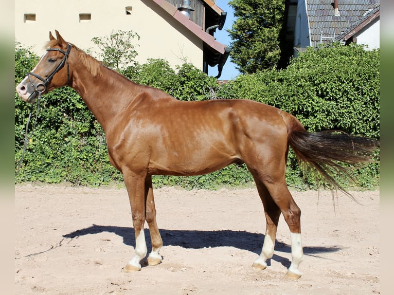 KWPN Castrone 10 Anni 172 cm Sauro in Sonnefeld