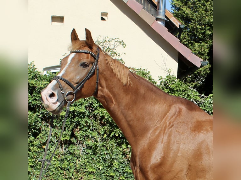 KWPN Castrone 10 Anni 172 cm Sauro in Sonnefeld