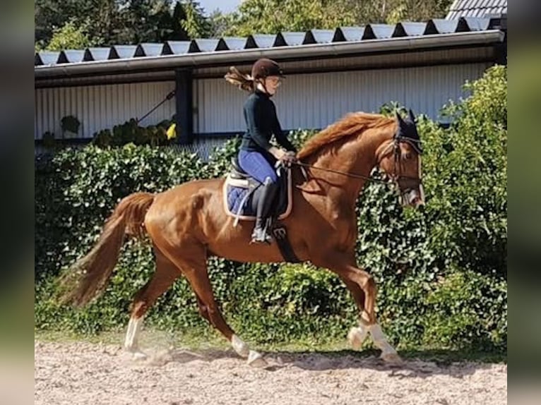 KWPN Castrone 10 Anni 172 cm Sauro in Sonnefeld