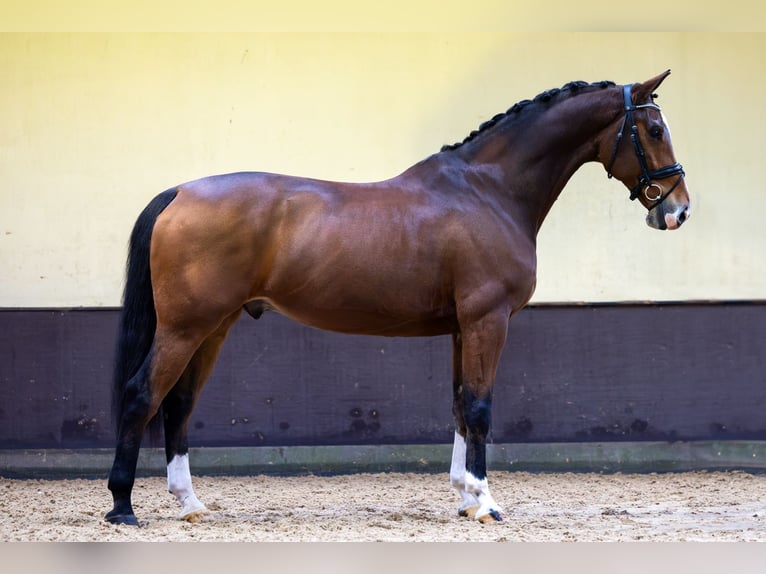 KWPN Castrone 10 Anni 173 cm Baio in Uden