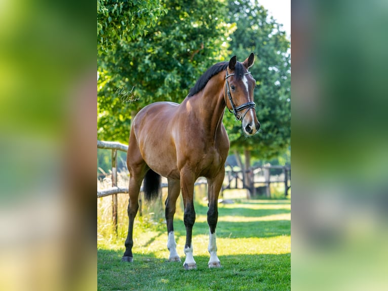 KWPN Castrone 10 Anni 173 cm Baio in Uden