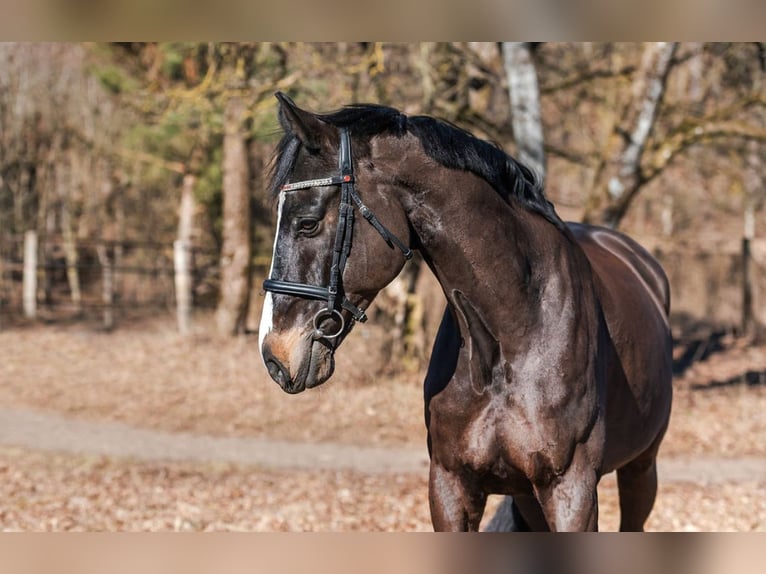 KWPN Castrone 10 Anni 173 cm Baio scuro in Bocholt