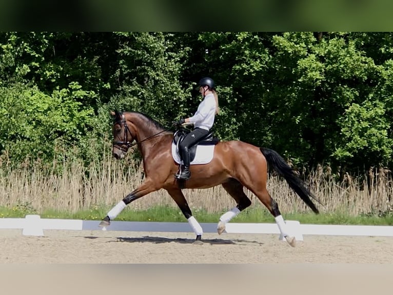 KWPN Castrone 10 Anni 173 cm Baio scuro in Bree