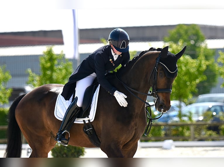 KWPN Castrone 10 Anni 174 cm Baio scuro in Moerbeke-Waas