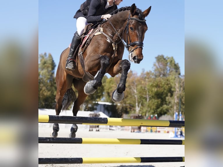 KWPN Castrone 10 Anni 175 cm Baio in El Catllar