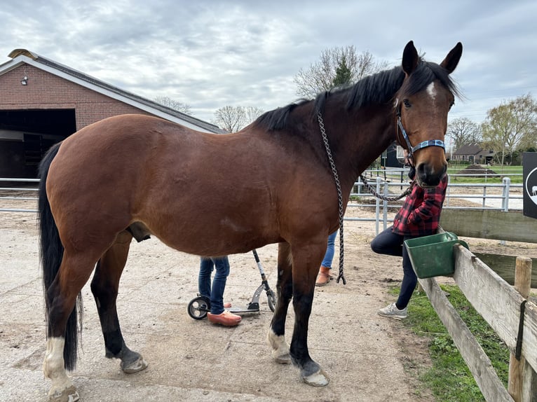 KWPN Castrone 10 Anni 178 cm Baio in Veenendaal