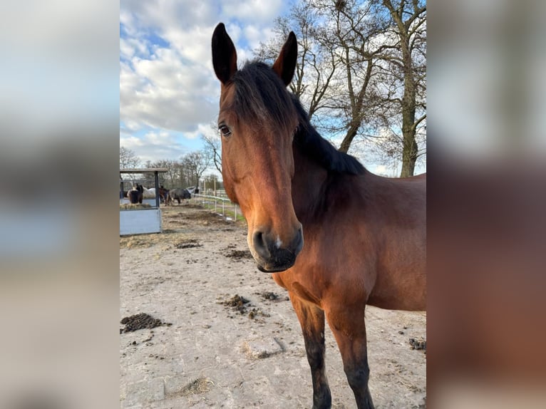 KWPN Castrone 10 Anni 178 cm Baio in Veenendaal