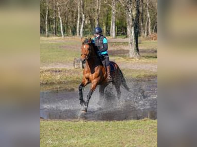 KWPN Castrone 10 Anni 178 cm Baio in Veenendaal